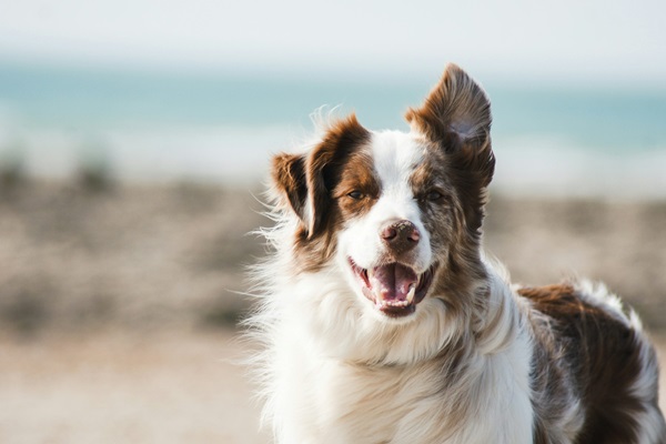 Australian Shepherd puppy price In India