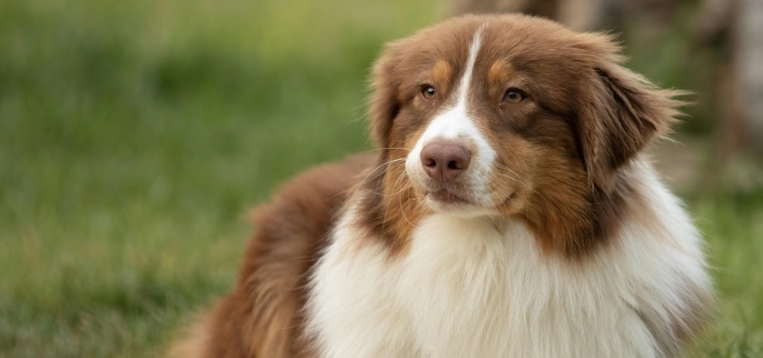 Australian Shepherd puppy price In India