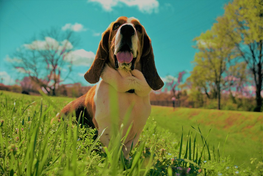 Basset Hound puppy for sale In India