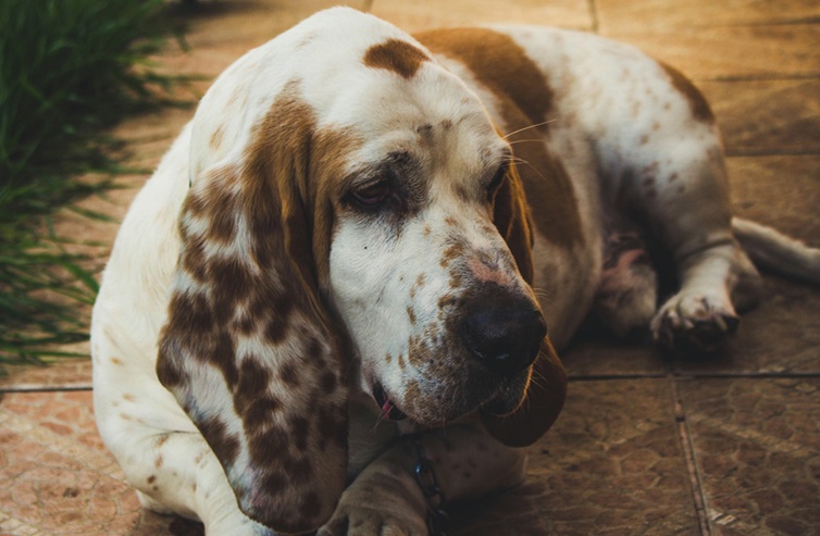 Basset Hound puppy price In India