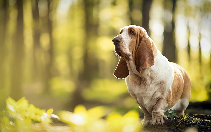 Basset Hound price In India