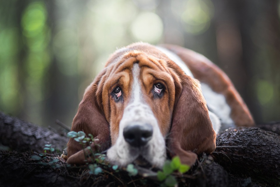 Basset Hound dog price In India