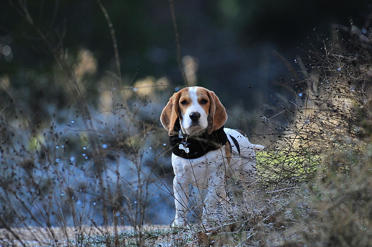 Beagle puppy sale for price In India