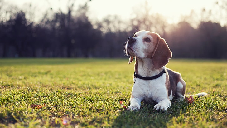 Beagle puppy Price In India