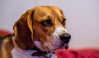 Benefits of getting Beagle in india