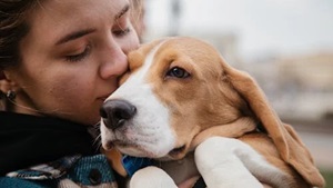 Why Purchase Beagle from a Reputable Dog Breeder in India