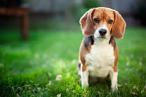 Beagle dog adoption in Pune