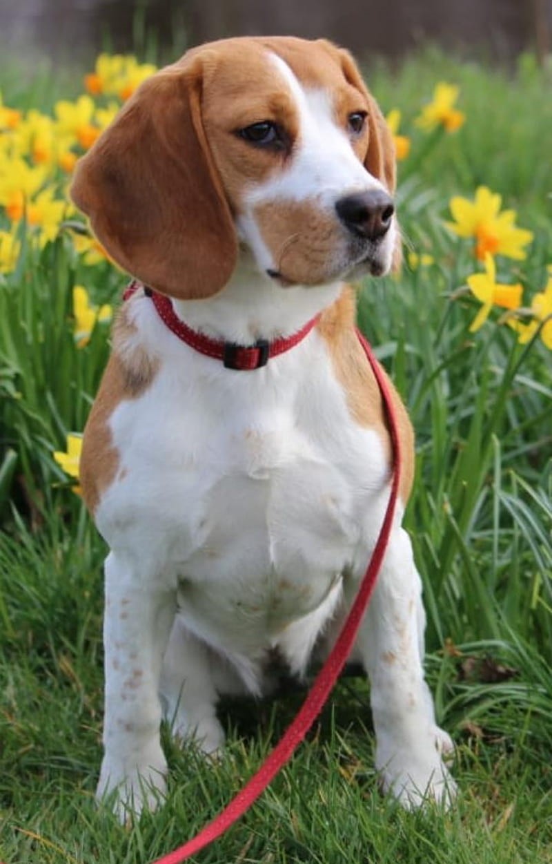 Beagle-dog for sale in India