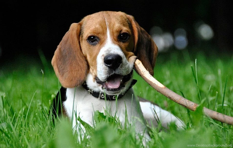 Beagle dog kennel In India