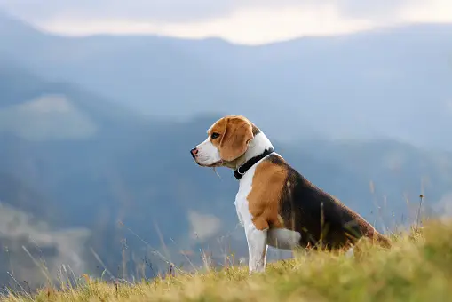 Beagle dog kennel In Pune