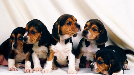 Beagle dog Price in Pune