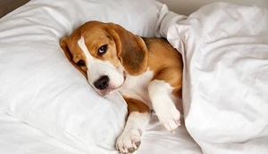 Interesting Facts About Beagles