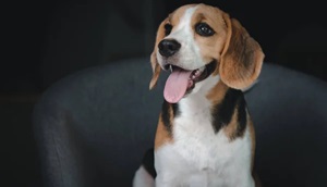 Frequently Asked Question About Beagle In India