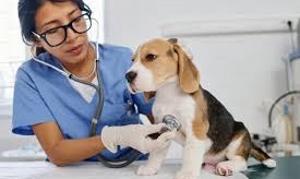 Major Health Problems For Beagles in India