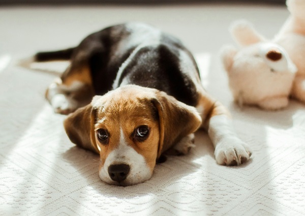 Buy Beagle puppies online in Kolkata