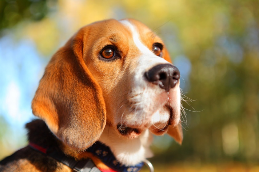 Beagle male price In India