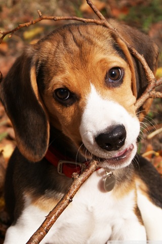 beagle male price in pune