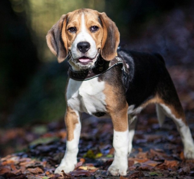 Beagle price In India