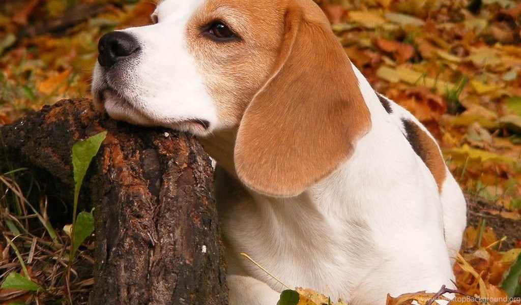 Beagle puppy price In India