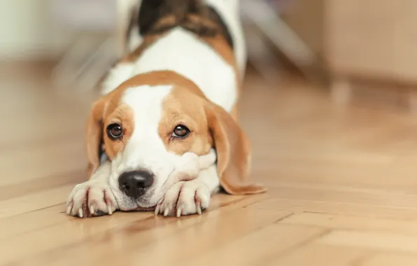 Beagle puppy price in Pune