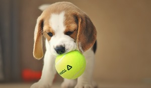 Important Considerations Before Bringing A Beagle