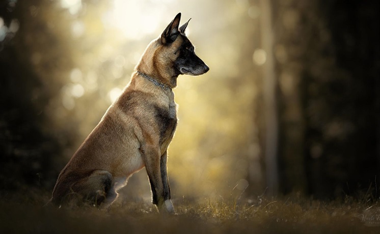 Belgian Shepherd puppy price In India