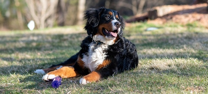 Bernedoodle puppy for sale In India