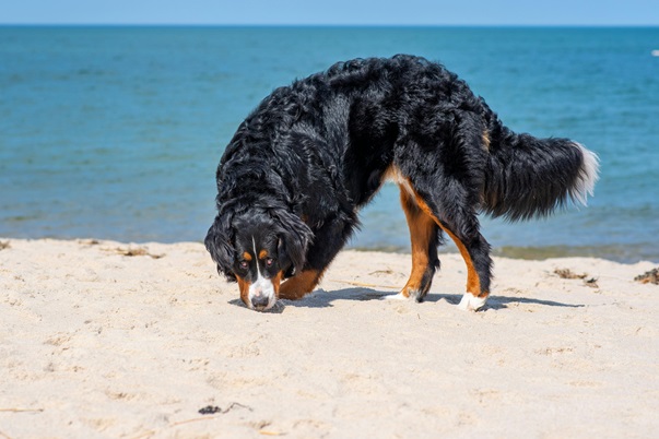 Bernedoodle dog kennel In india