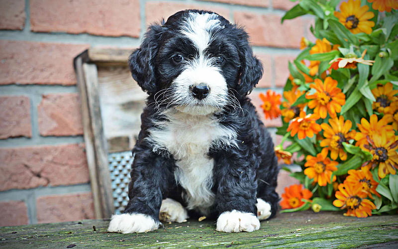 Bernedoodle dog price In India