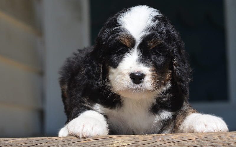 Bernedoodle puppy price In India