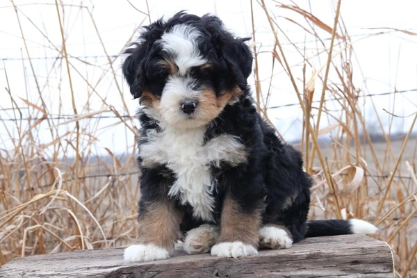 Bernedoodle male Puppy Price In india