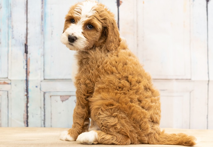 Buy Bernedoodle dog online In India