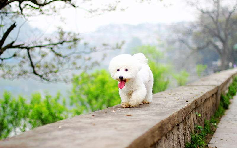 Show Quality Bichon Frise Puppy Price In India