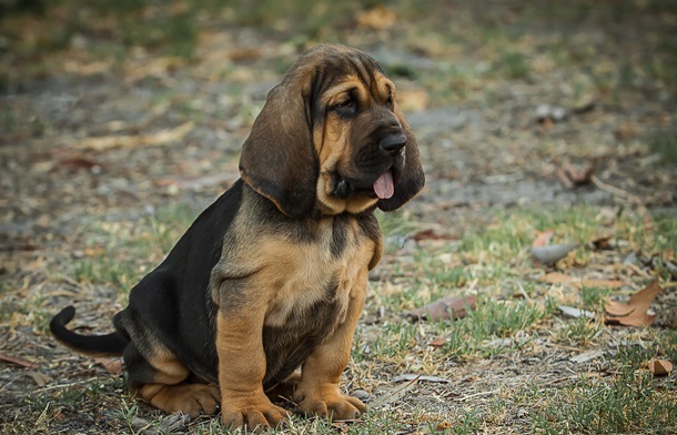 Buy Bloodhound dog online In India