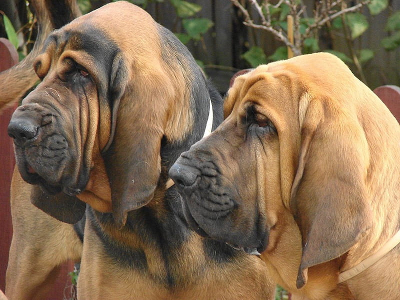 Bloodhound dog price In India