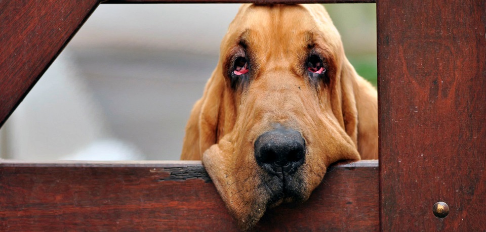 Bloodhound puppy for sale In India