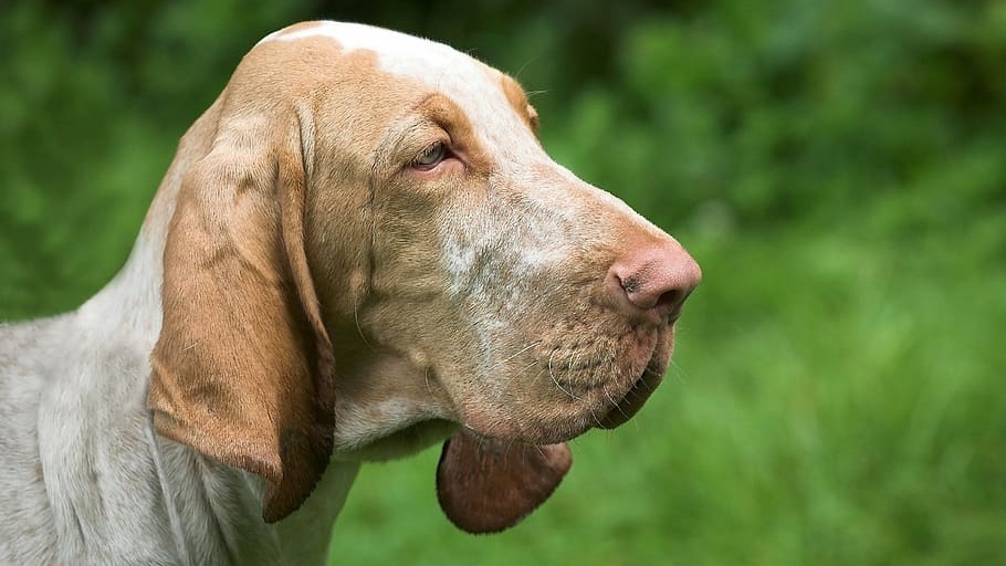 Bloodhound male Puppy Price In india