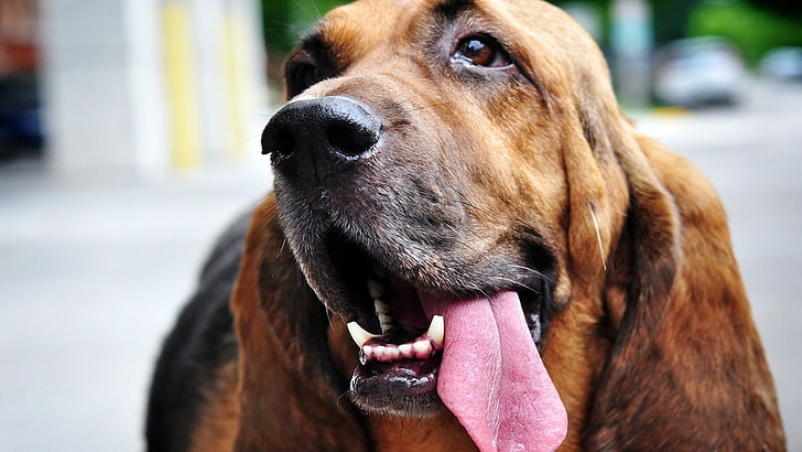 Bloodhound dog kennel In india