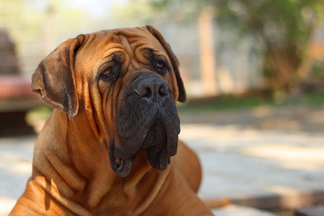 Boerboel puppy price In India