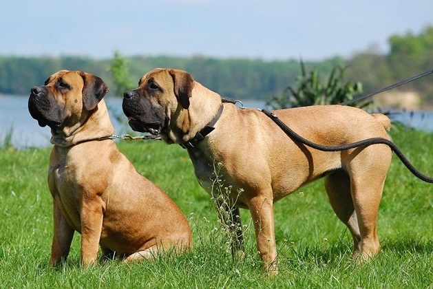 Boerboel dog kennel In india