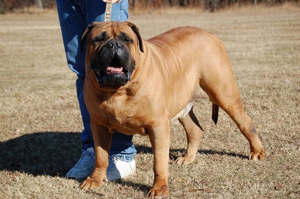 Boerboel dog price In India