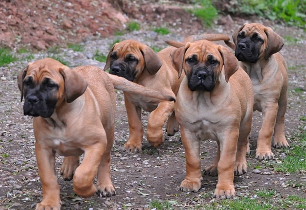 Buy Boerboel dog online In India