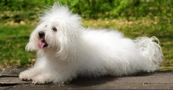 Bolognese puppy for sale In India