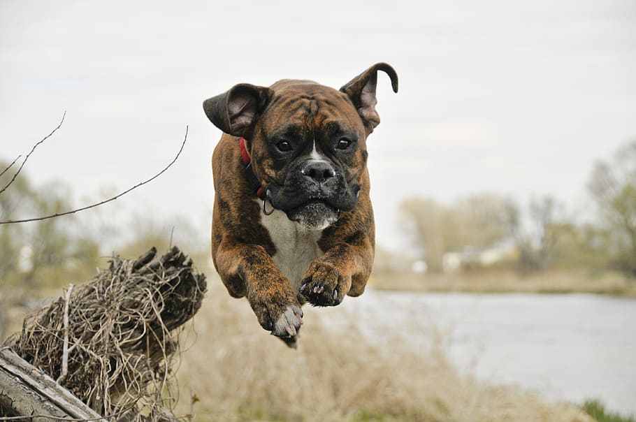 Boxer dog breeder in Pune