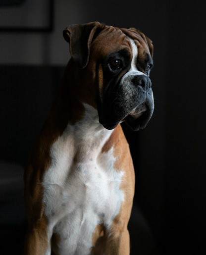 boxer dog care in pune