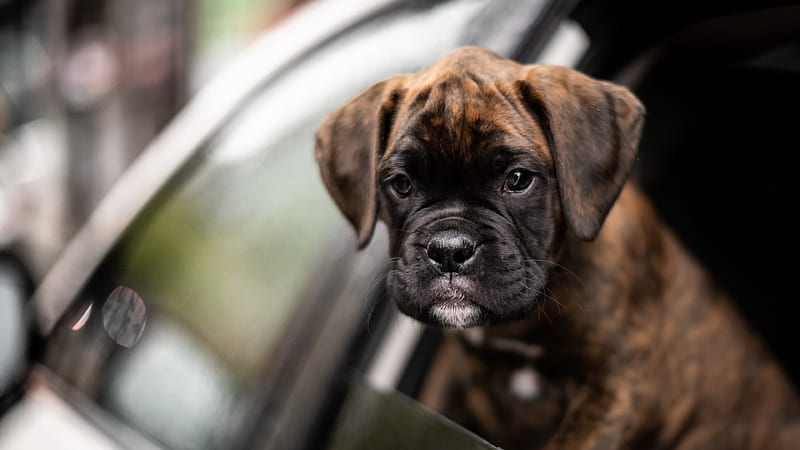 Boxer dog food In India