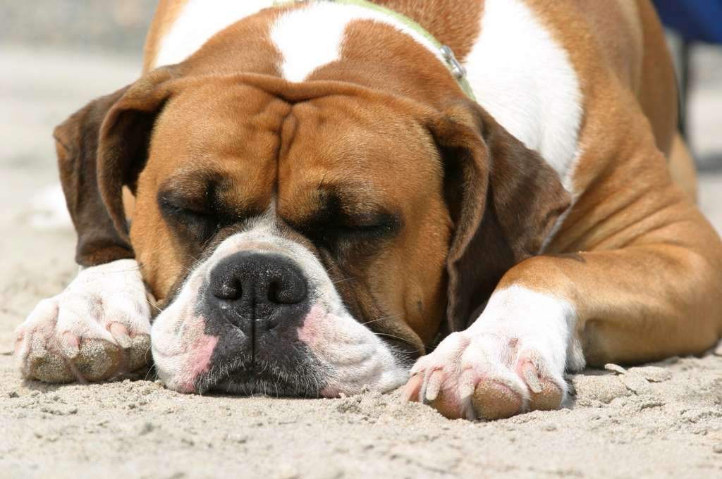 Boxer dog kennel In India