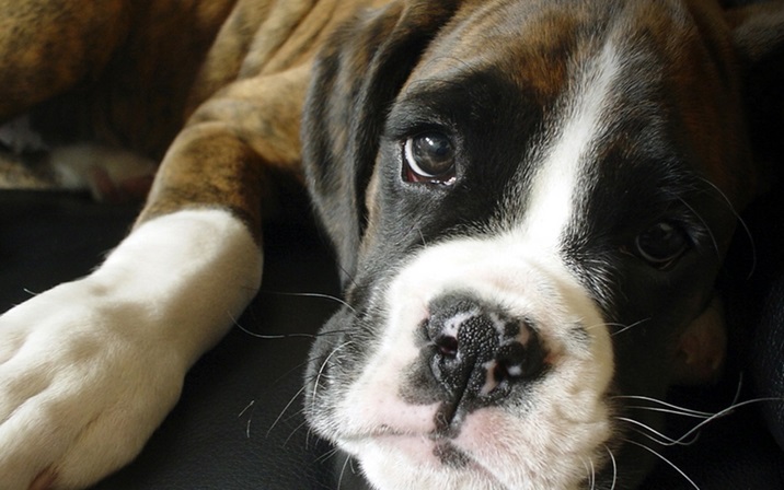 Boxer dog price In India