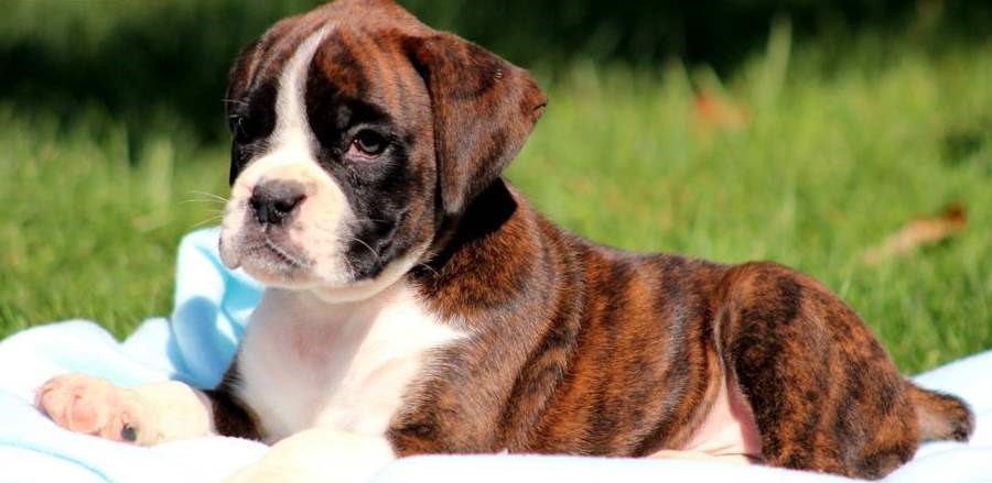 Boxer female Puppy Price In India