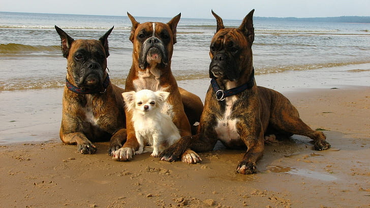 Boxer male puppy price in Goa